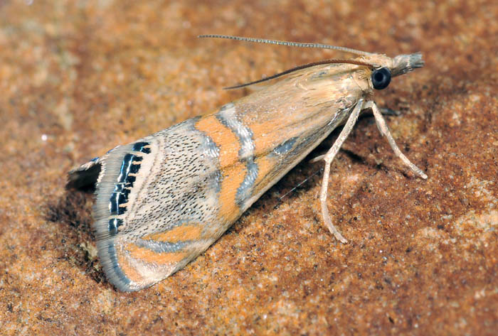 Crambidae 19